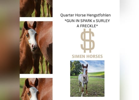 American Quarter Horse, Hengst, Veulen (05/2025), 150 cm, Roan-Red