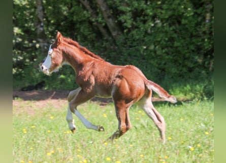 American Quarter Horse, Hengst, Veulen (04/2026), 150 cm, Vos