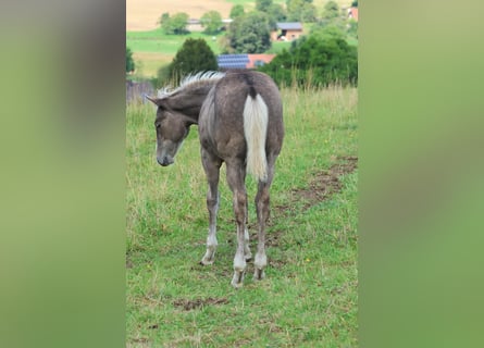 American Quarter Horse, Hengst, veulen (04/2024), 150 cm