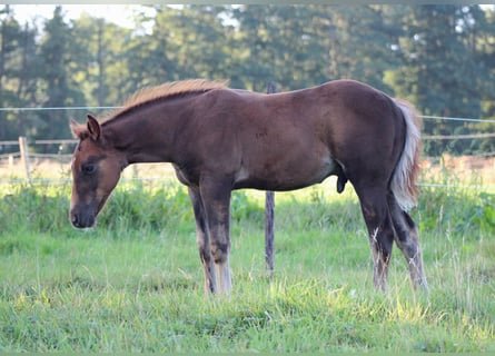 American Quarter Horse, Hengst, Veulen (06/2026), 151 cm, Donkere-vos