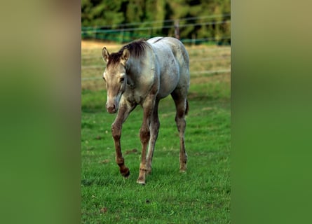 American Quarter Horse, Hengst, Veulen (04/2025), 152 cm, Champagne