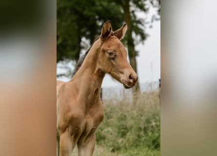 American Quarter Horse, Hengst, veulen (05/2024), 152 cm, Champagne