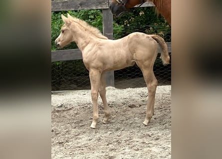 American Quarter Horse, Hengst, Veulen (05/2026), 152 cm, Palomino