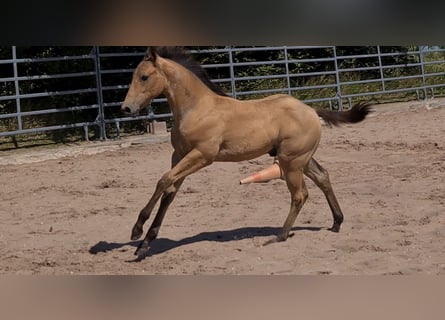 American Quarter Horse, Hengst, veulen (05/2024), 153 cm, Buckskin