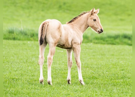 American Quarter Horse, Hengst, veulen (02/2024), 153 cm, Buckskin