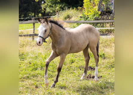 American Quarter Horse, Hengst, veulen (05/2024), 153 cm, Buckskin