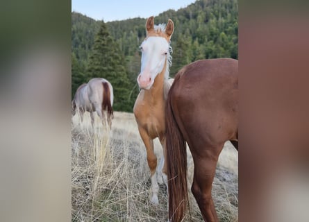 American Quarter Horse, Hengst, Veulen (05/2026), 153 cm, Palomino
