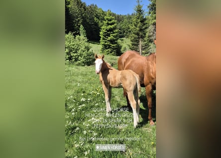 American Quarter Horse, Hengst, Veulen (05/2026), 153 cm, Red Dun
