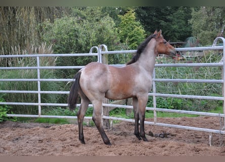 American Quarter Horse, Hengst, Fohlen (06/2024), 153 cm, Roan-Bay