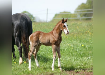 American Quarter Horse, Hengst, , 153 cm, Vos