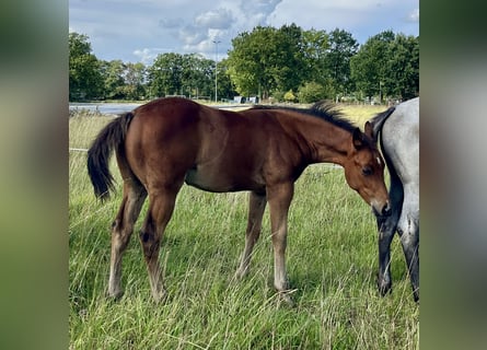 American Quarter Horse, Hengst, Veulen (06/2026), 154 cm, Bruin