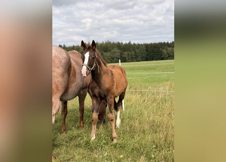 American Quarter Horse, Hengst, Veulen (04/2026), 155 cm, Donkere-vos