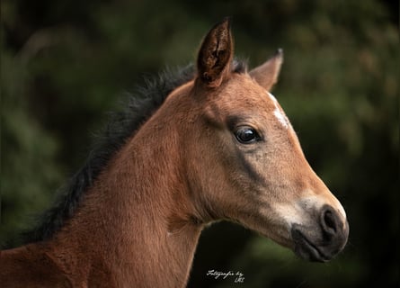 American Quarter Horse, Hengst, veulen (04/2024), 155 cm, Roan-Bay