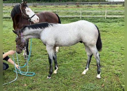 American Quarter Horse, Hengst, veulen (05/2024), 155 cm, Roan-Bay