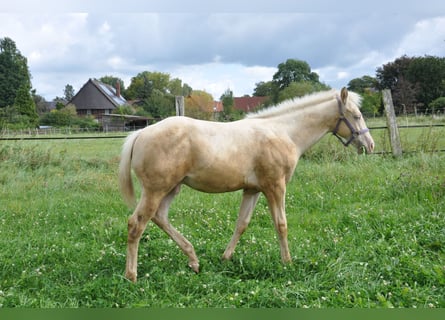 American Quarter Horse, Hengst, veulen (05/2024), 158 cm, Champagne