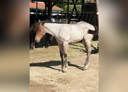American Quarter Horse, Hengst, Veulen (04/2026), 160 cm, Roan-Bay
