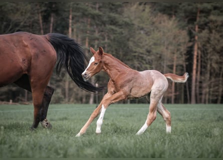 American Quarter Horse, Hengst, Veulen (04/2026), 160 cm, Roan-Red
