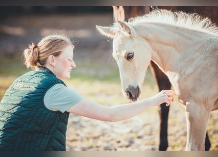 American Quarter Horse, Hengst, Veulen (05/2025), 163 cm, Palomino American Quarter Horse, Hengst, Veulen (05/2025), 163 cm, Palomino
