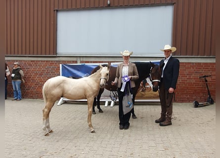 American Quarter Horse, Hengst, Veulen (05/2025), 163 cm, Palomino