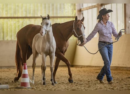American Quarter Horse, Hengst, Veulen (04/2025), Buckskin