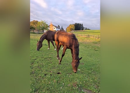 American Quarter Horse, Hengst, Veulen (07/2025), Donkerbruin