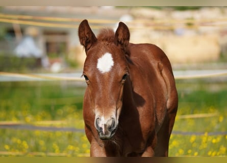 American Quarter Horse, Hengst, , Donkerbruin