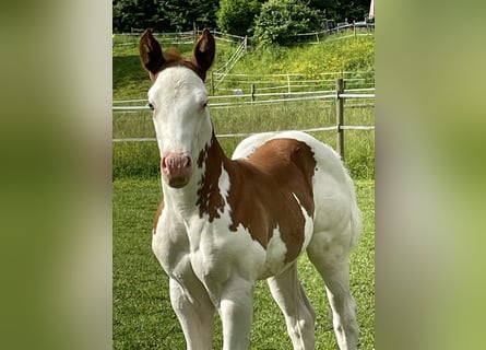 American Quarter Horse, Hengst, veulen (05/2024), Gevlekt-paard