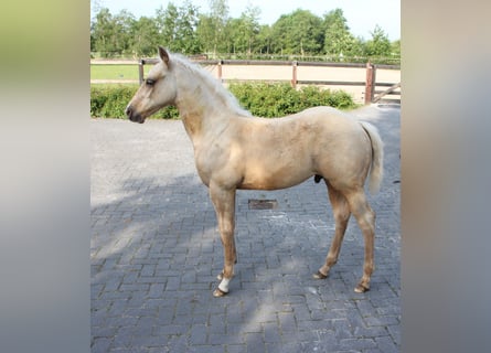 American Quarter Horse, Hengst, veulen (03/2024), Palomino