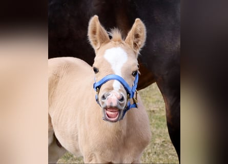 American Quarter Horse, Hengst, , Palomino