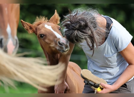 American Quarter Horse, Hengst, veulen (07/2024), Vos