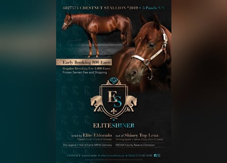 American Quarter Horse, Hengst, 6 Jaar, 148 cm, Vos