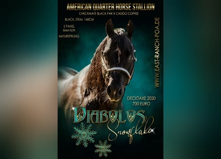 American Quarter Horse, Hengst, 21 Jaar, 148 cm, Zwart