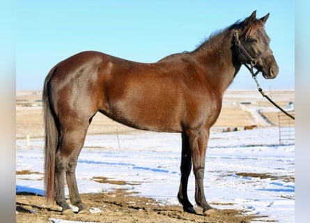 American Quarter Horse, Klacz, 10 lat, 142 cm, Kara