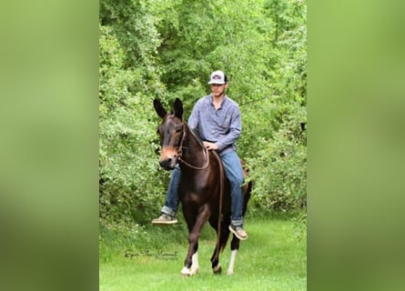 American Quarter Horse, Klacz, 10 lat, 147 cm, Gniada