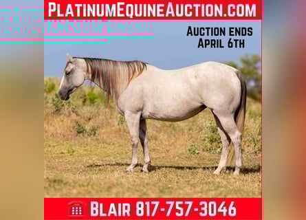 American Quarter Horse, Klacz, 10 lat, 147 cm, Siwa