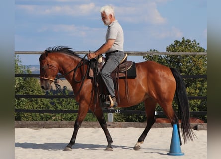 American Quarter Horse, Klacz, 10 lat, 148 cm, Gniada