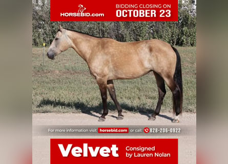 American Quarter Horse, Klacz, 10 lat, 150 cm, Jelenia
