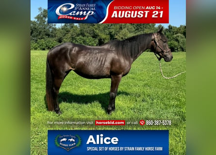 American Quarter Horse, Klacz, 10 lat, 152 cm, Ciemnogniada