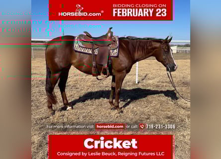 American Quarter Horse, Klacz, 10 lat, 152 cm, Ciemnokasztanowata