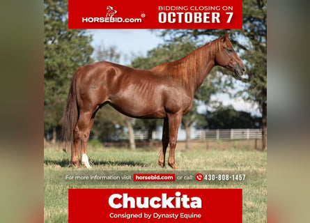 American Quarter Horse, Klacz, 10 lat, 152 cm, Cisawa