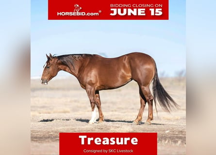 American Quarter Horse, Klacz, 10 lat, 152 cm, Cisawa
