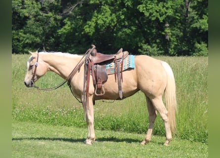 American Quarter Horse, Klacz, 10 lat, 152 cm, Izabelowata