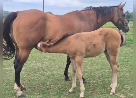 American Quarter Horse, Klacz, 10 lat, 154 cm, Gniada