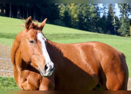 American Quarter Horse, Klacz, 10 lat, 154 cm, Kasztanowata