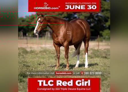 American Quarter Horse, Klacz, 10 lat, 155 cm, Cisawa