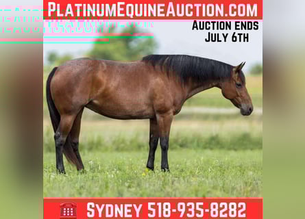 American Quarter Horse, Klacz, 10 lat, 155 cm, Gniadodereszowata
