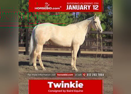 American Quarter Horse, Klacz, 10 lat, 155 cm, Izabelowata