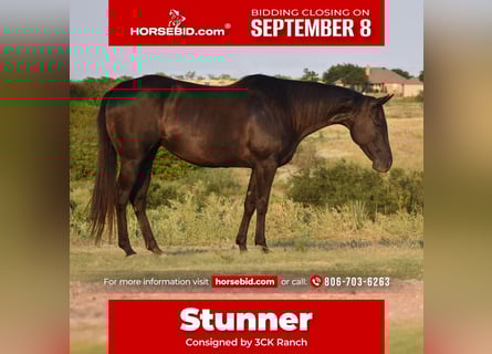 American Quarter Horse, Klacz, 10 lat, 155 cm, Kara