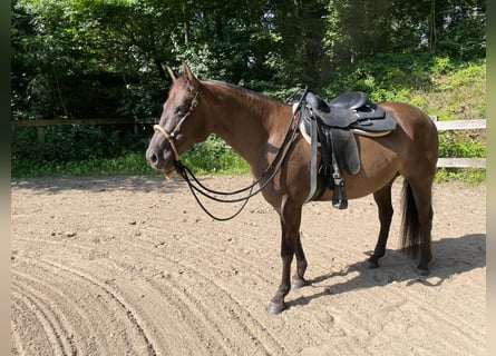 American Quarter Horse, Klacz, 10 lat, 156 cm, Grullo