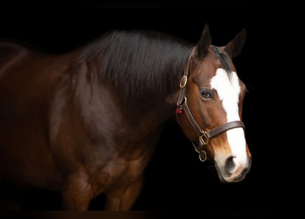 American Quarter Horse, Klacz, 10 lat, 158 cm, Gniada